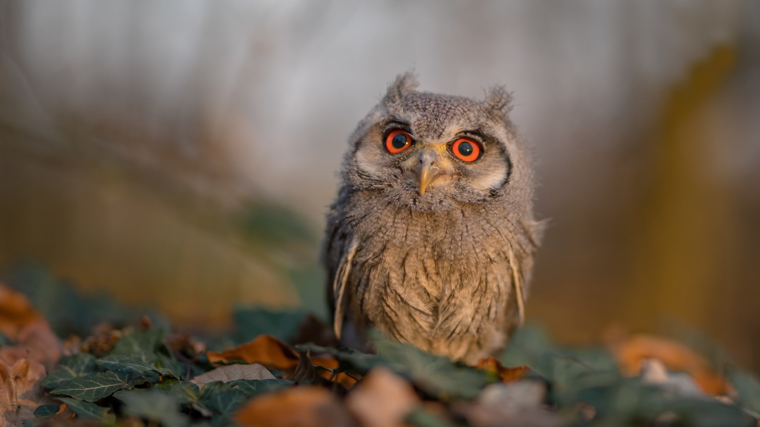 欧冠高光时刻集锦：那些令人久久难忘的瞬间，最精彩的欧冠比赛