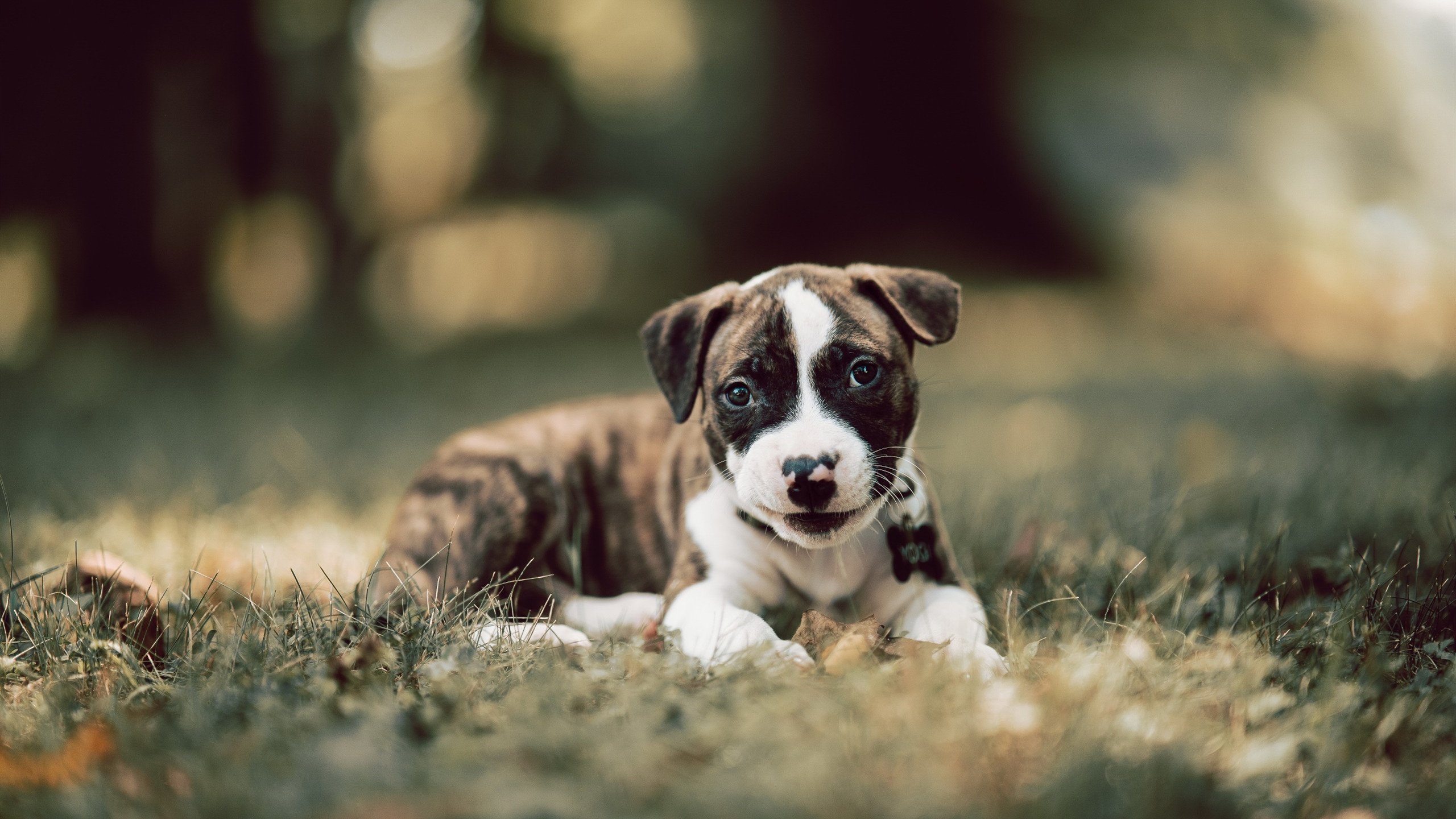 Team Liquid豪取关键胜利