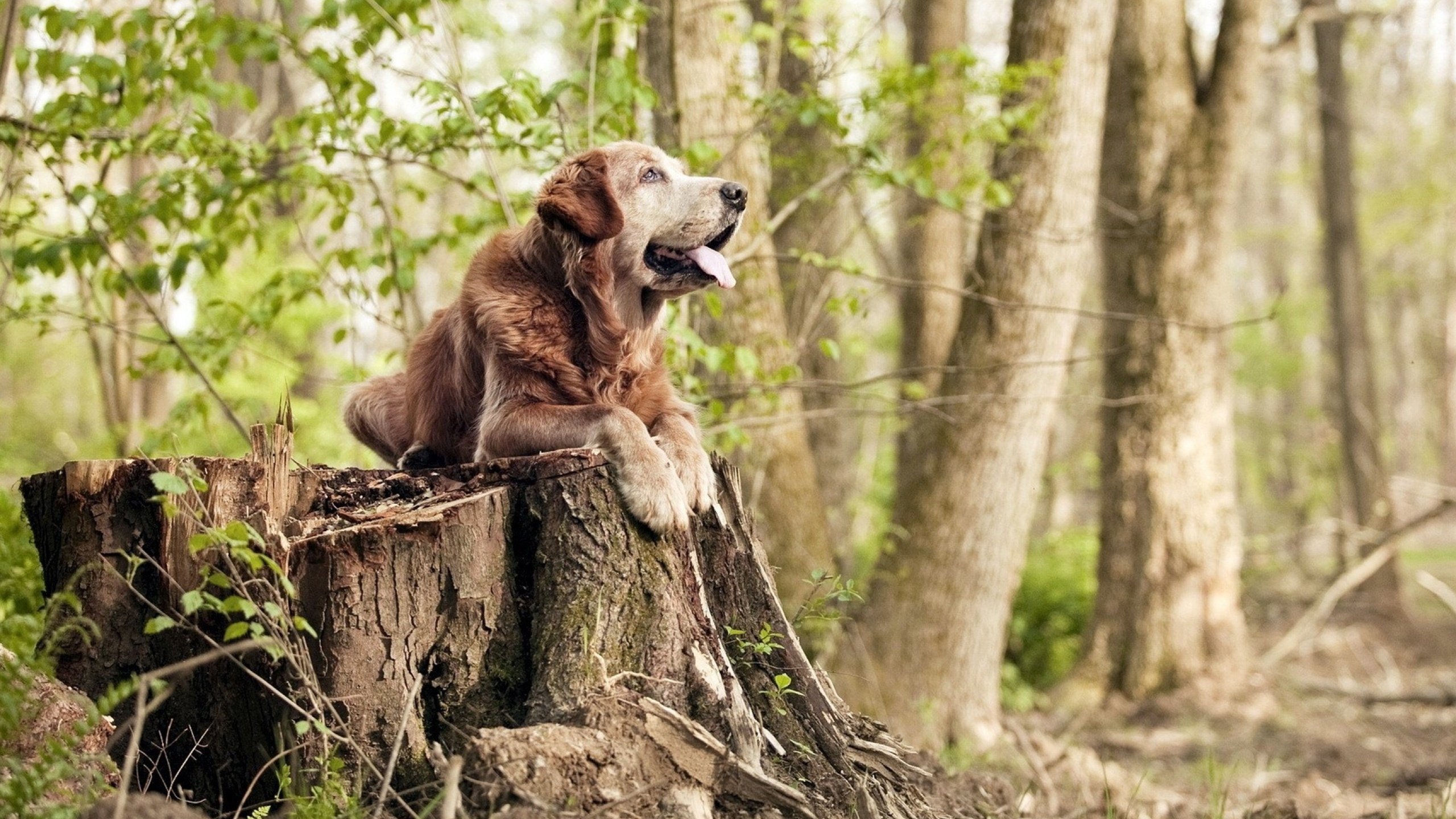 Jiuyou-北京举办国际瑜伽大会，促进文化交流，北京瑜伽比赛