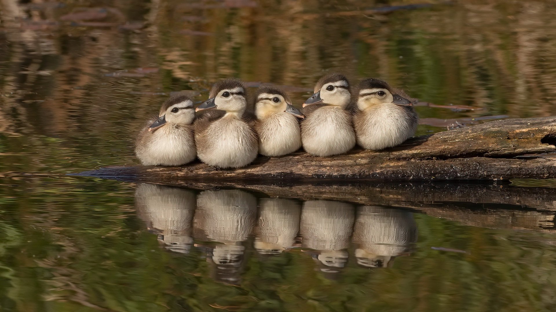 九游官网主页-紧追前者，奋力追赶势头不可阻挡，紧追其后的近义词