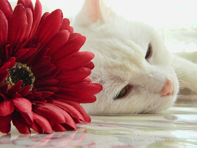 青少年运动损伤预防技术及康复实践研究，青少年运动损伤的预防原则有哪些