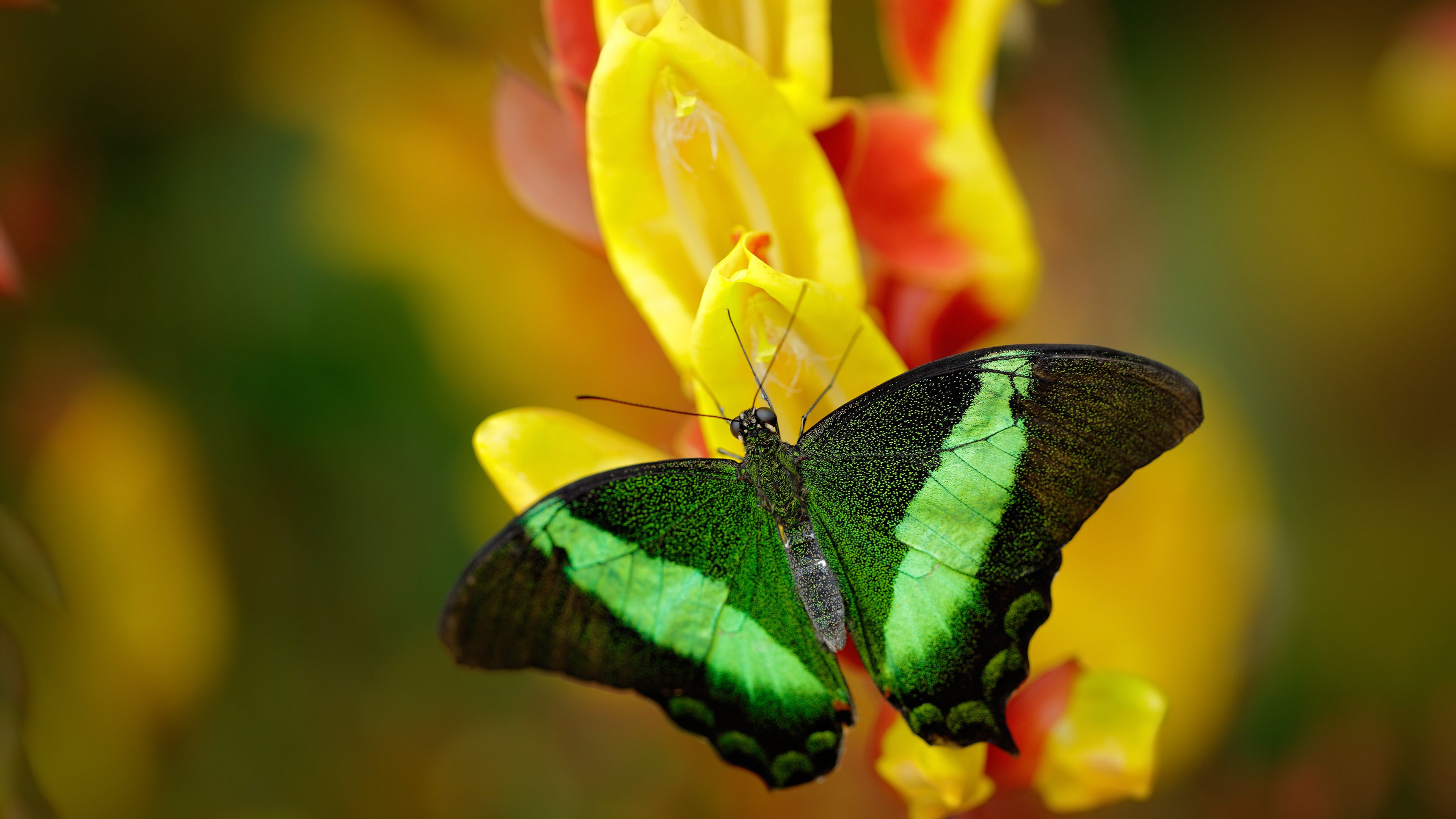 九游官网主页-C罗通过直播感谢全球粉丝长期支持，c罗直播带货