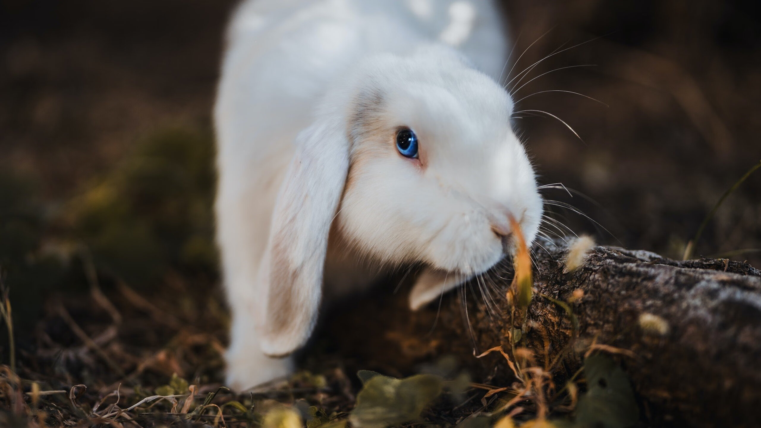 王楚钦带队进行封闭训练冲刺冠军，2021王楚钦
