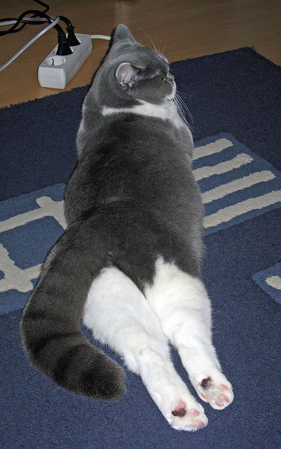 高尔作为袋鼠队关键球员，展现出极强的比赛适应能力，高尔夫袋鼠男装简介